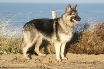 Highlander Shiloh Shepherds - Dog Breeders