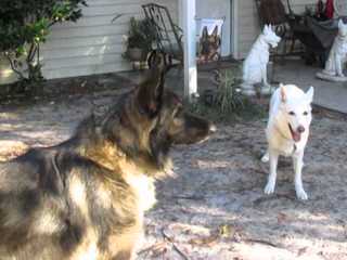 Qudrat Shepherds - Dog and Puppy Pictures