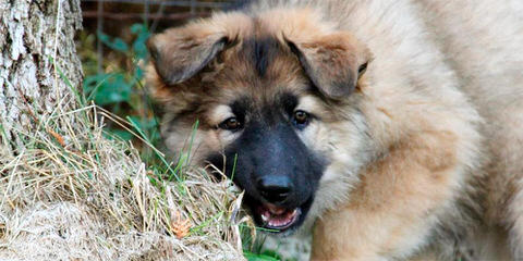 Mustang Shiloh Shepherds Shelby & Co - Dog Breeders