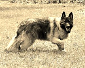 Highlander Shiloh Shepherds - Dog and Puppy Pictures