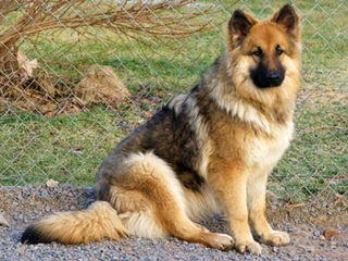 Shadowgate Farm Shiloh Shepherds - Dog and Puppy Pictures