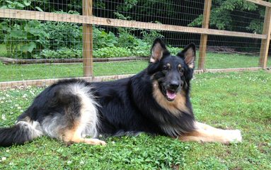 Catoctin Shiloh Shepherds - Dog Breeders