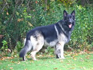 Mt Airy Shepherds Frances/Thunder - Dog Breeders