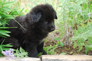 Highlander Shiloh Shepherds - Dog Breeders