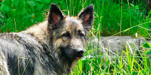 Shadowgate Farm Shiloh Shepherds - Dog Breeders