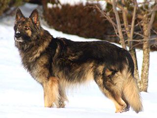 Dakota ISSR Shilohs - Dog Breeders