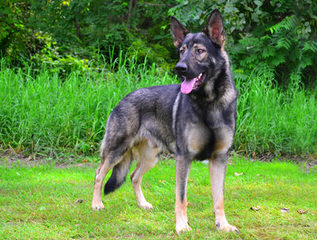 Shiloh Shepherds - Dog Breeders