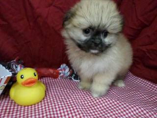 Pomeranian Puppies - Dog and Puppy Pictures