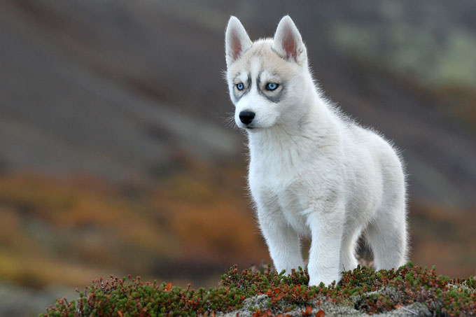 Siberian Husky Dogs and Puppies