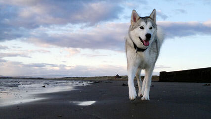 Heather’s Huskies - Dog and Puppy Pictures