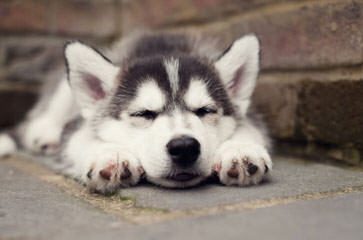 Free Amazing Husky Mix Dog - Dog and Puppy Pictures