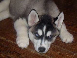 Dakine Siberian Huskies - Dog Breeders