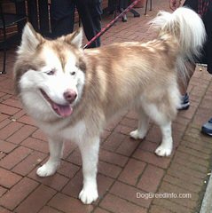 Free Amazing Husky Mix Dog - Dog Breeders