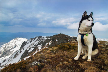 Huskies Extraordinaire Of Cafitachiqui - Dog and Puppy Pictures