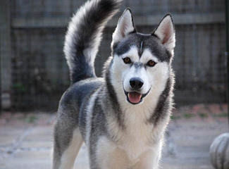 Siberian Husky - Dog Breeders