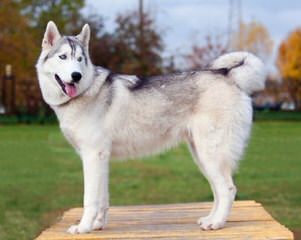 Seirra Siberian Huskies - Dog Breeders