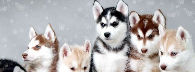 Bruck’s Siberian Huskies - Dog Breeders