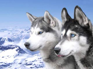 Meadow’s Marvels Siberian Husky - Dog Breeders