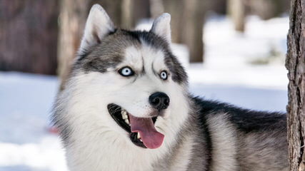 Siberian Husky - Dog Breeders