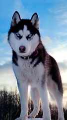 PhiChas Siberians - Dog Breeders