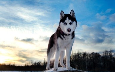 Northern Slope Siberians - Dog Breeders