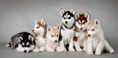 Bama Huskies - Dog and Puppy Pictures