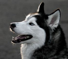 Siberian Kennels - Dog Breeders