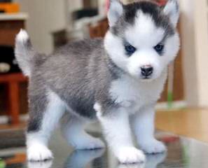 Christmas Pet Suppliers – Buy Siberian Husky Puppies Online - Dog Breeders