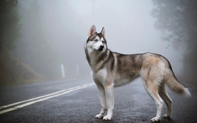 Dakine Siberian Huskies - Dog Breeders