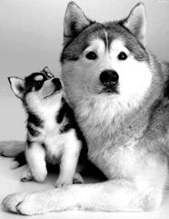 Pomsky and Siberian Husky Puppies - Dog Breeders