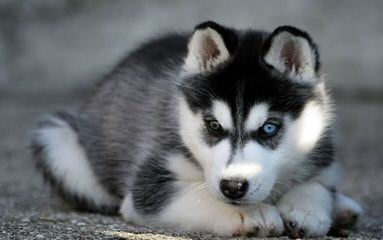 Dakine Siberian Huskies - Dog Breeders