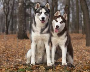 Northern Slope Siberians - Dog and Puppy Pictures