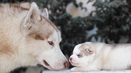 CHARM OF NORD - Dog Breeders