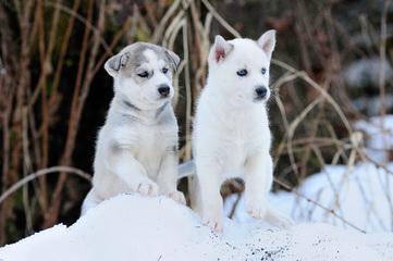 Tundra Storm Siberians - Dog and Puppy Pictures