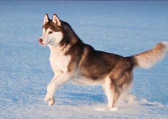 Siberian Husky - Dog and Puppy Pictures