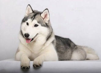 Sekia’s siberian Huskies - Dog Breeders