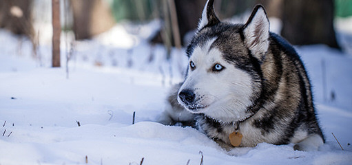 Howl’n Wind Siberian Huskies - Dog Breeders