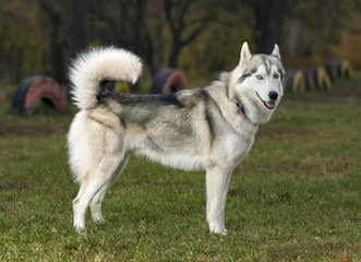 Meadow’s Marvels Siberian Husky - Dog Breeders