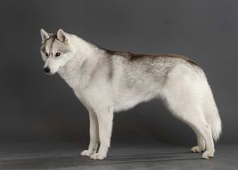 Huskies Extraordinaire Of Cafitachiqui - Dog Breeders