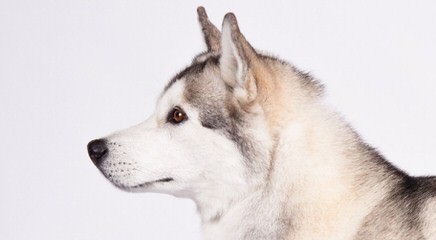 Tundra Storm Siberians - Dog Breeders