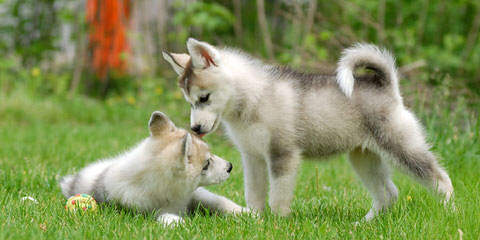 My Siberian Husky Kennels - Dog Breeders