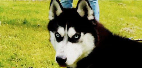 Sekia’s siberian Huskies - Dog Breeders