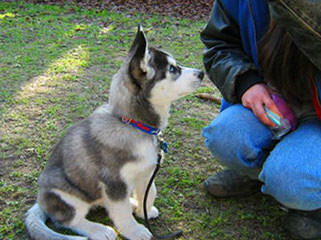 PhiChas Siberians - Dog Breeders