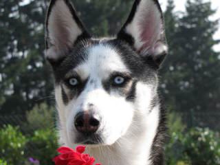 Looking For Male Husky To Breed With - Dog Breeders