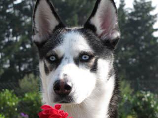 CHARM OF NORD - Dog Breeders