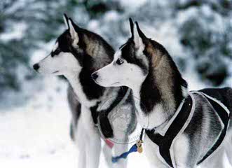 PhiChas Siberians - Dog Breeders