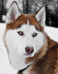 Tundra Storm Siberians - Dog Breeders