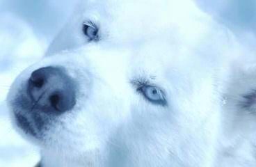 Seirra Siberian Huskies - Dog Breeders