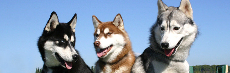 Huskies Extraordinaire Of Cafitachiqui - Dog and Puppy Pictures