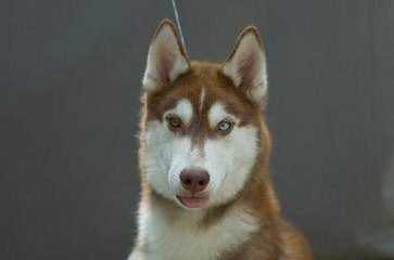 Seirra Siberian Huskies - Dog Breeders